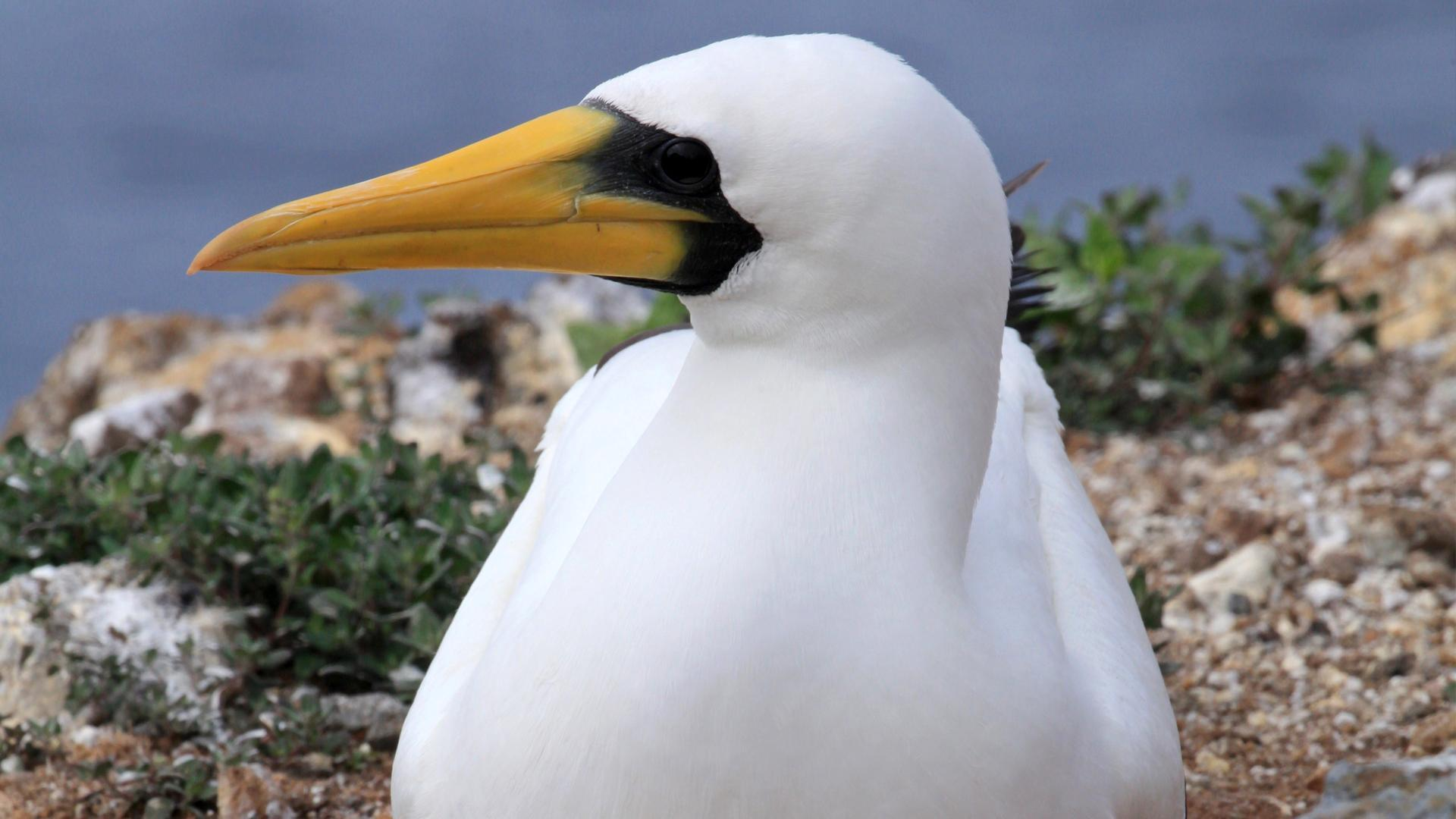 Watch Our Big Blue Backyard S2e6 Tvnz Ondemand