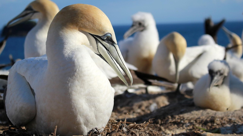 Watch Our Big Blue Backyard | Full Season | TVNZ OnDemand