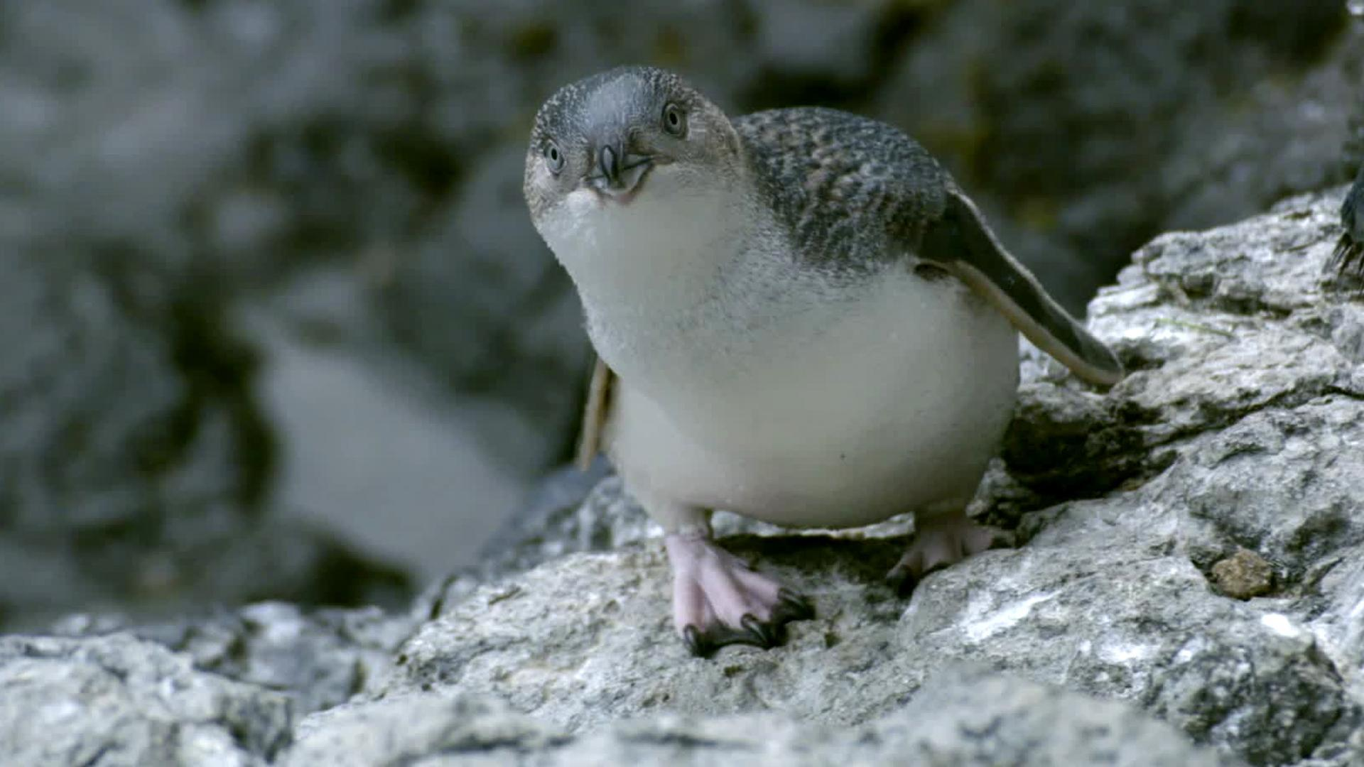 Watch Our Big Blue Backyard S2e6 Tvnz Ondemand
