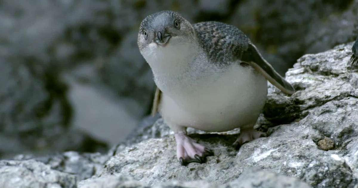 Watch Our Big Blue Backyard S2E6 TVNZ OnDemand