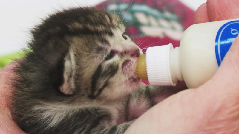 Kitty 911 | TVNZ OnDemand