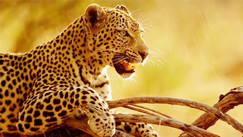 Fishing Leopards | TVNZ OnDemand