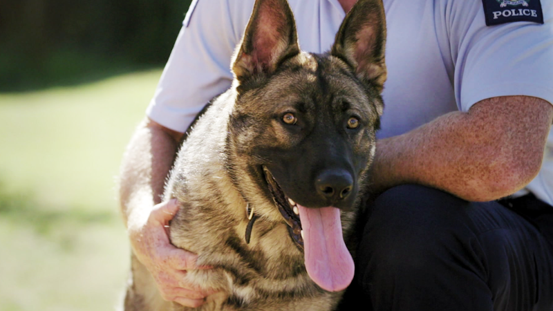 Will There Be A Season 3 Of Pup Academy Watch Dog Squad Puppy School | Full Season | TVNZ OnDemand