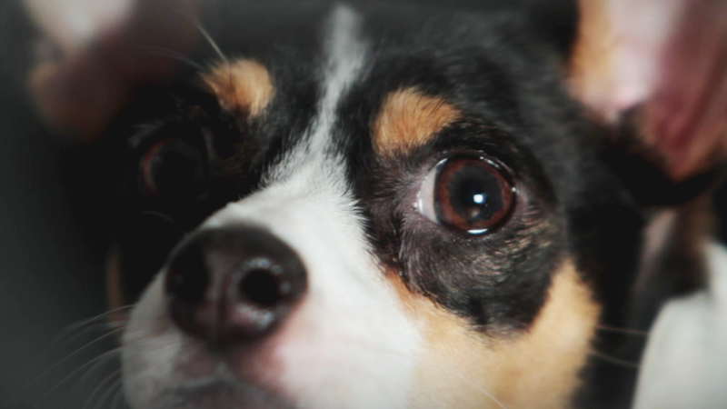 Watch Heart of a Dog | Episodes | TVNZ OnDemand
