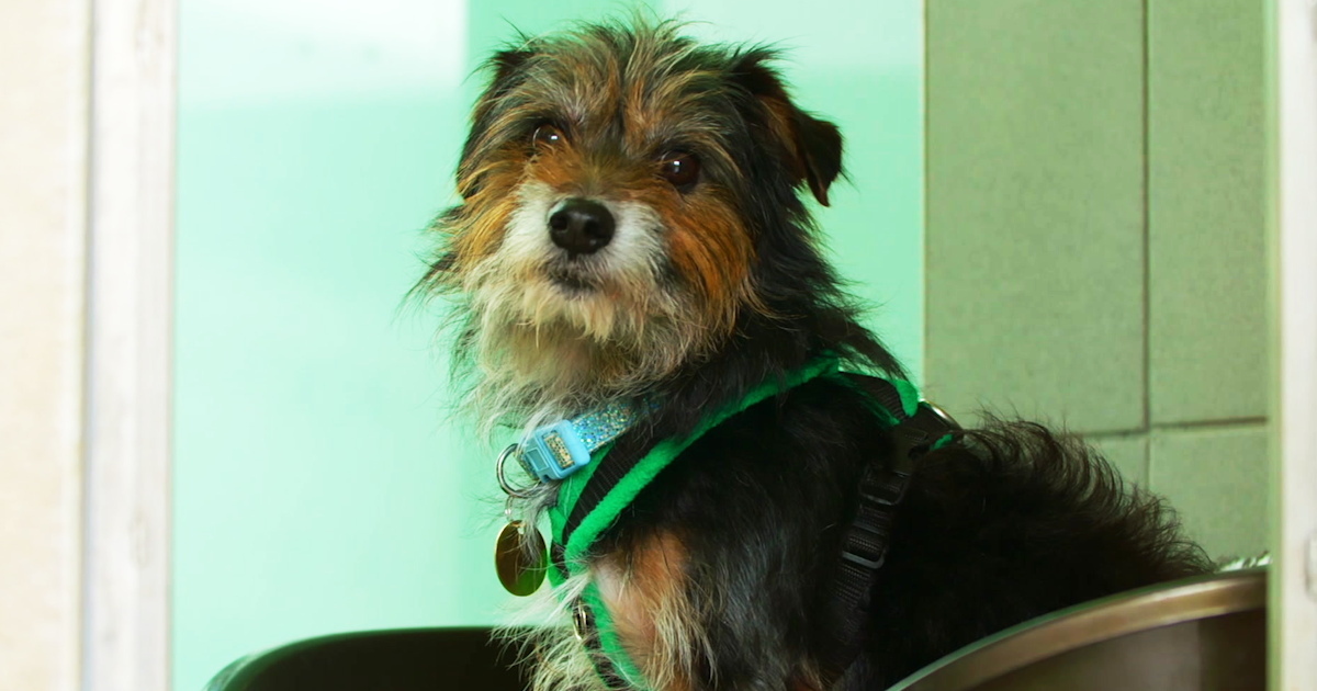 Watch The Dog House S1E1 TVNZ OnDemand