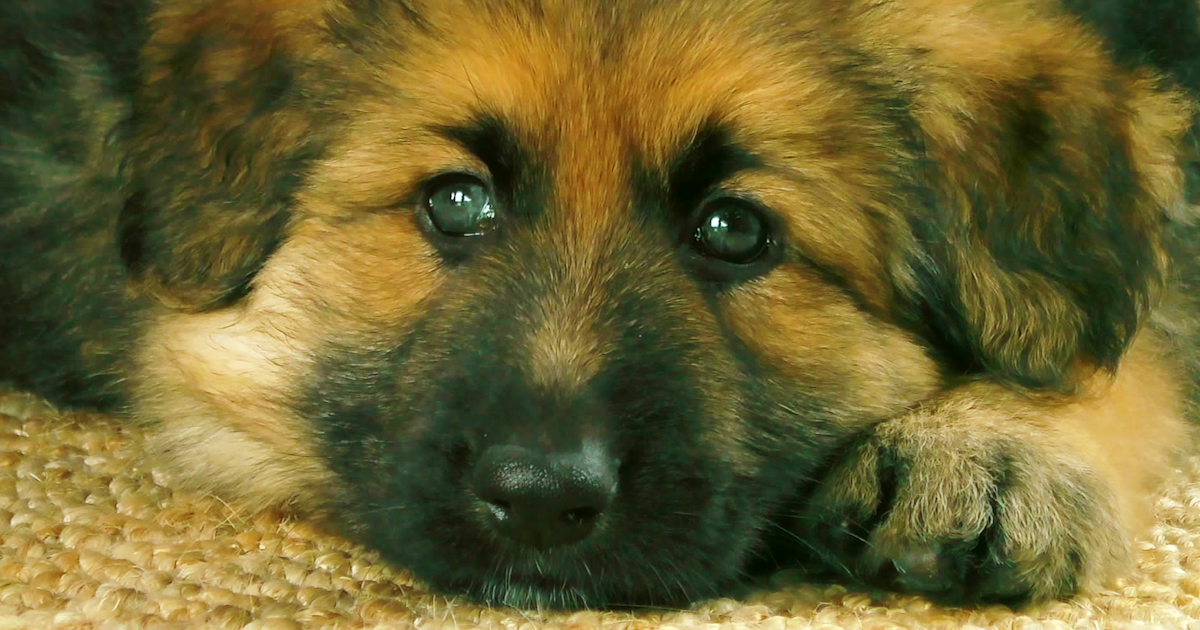 Watch The Dog House S1E3 TVNZ OnDemand