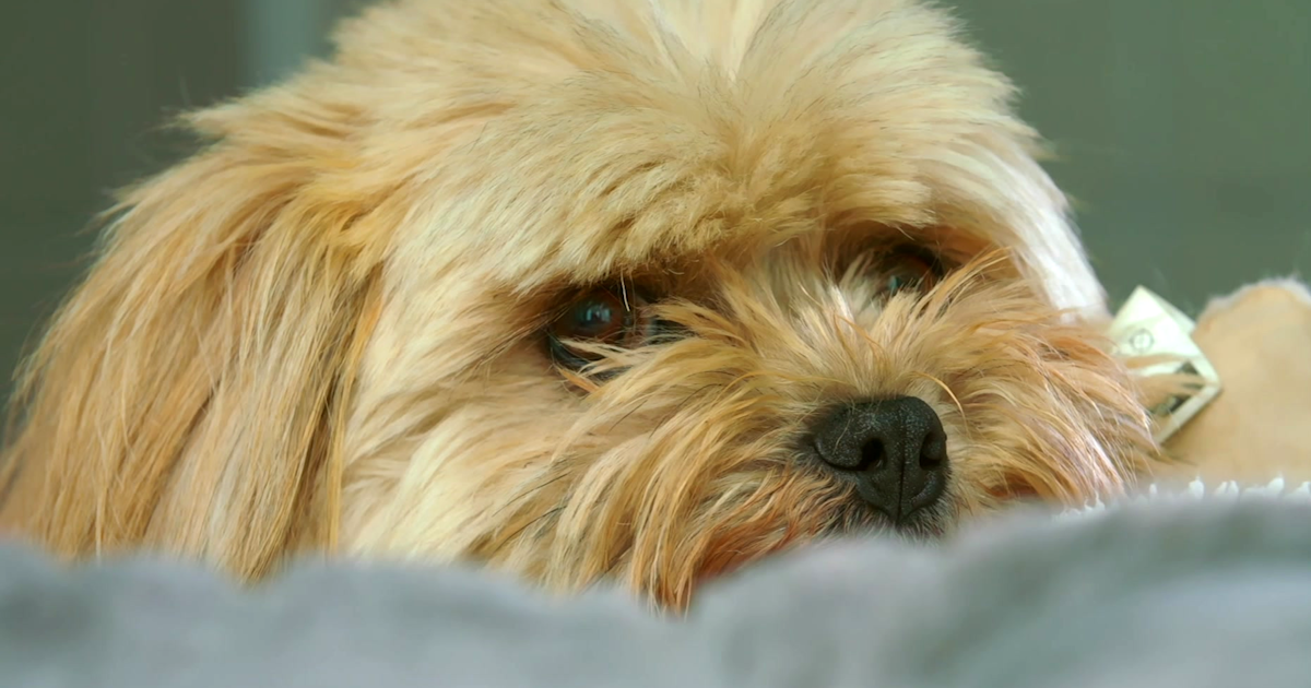 Watch The Dog House S1E5 | TVNZ OnDemand