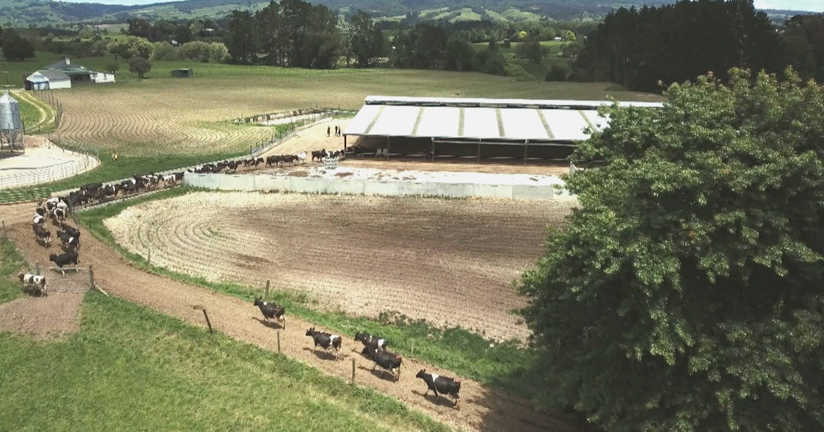 Watch Seven Sharp Waikato couple’s dairy farm bucks tradition in NZ
