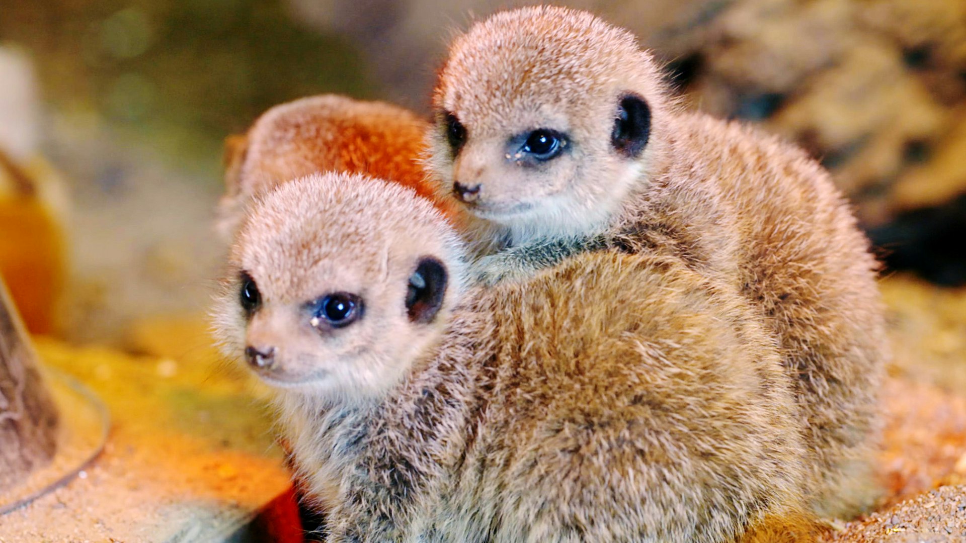 Watch The Wonderful World Of Baby Animals S1e1 Tvnz Ondemand